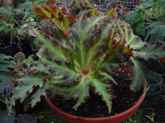 B. ‘Caribbean Wind’